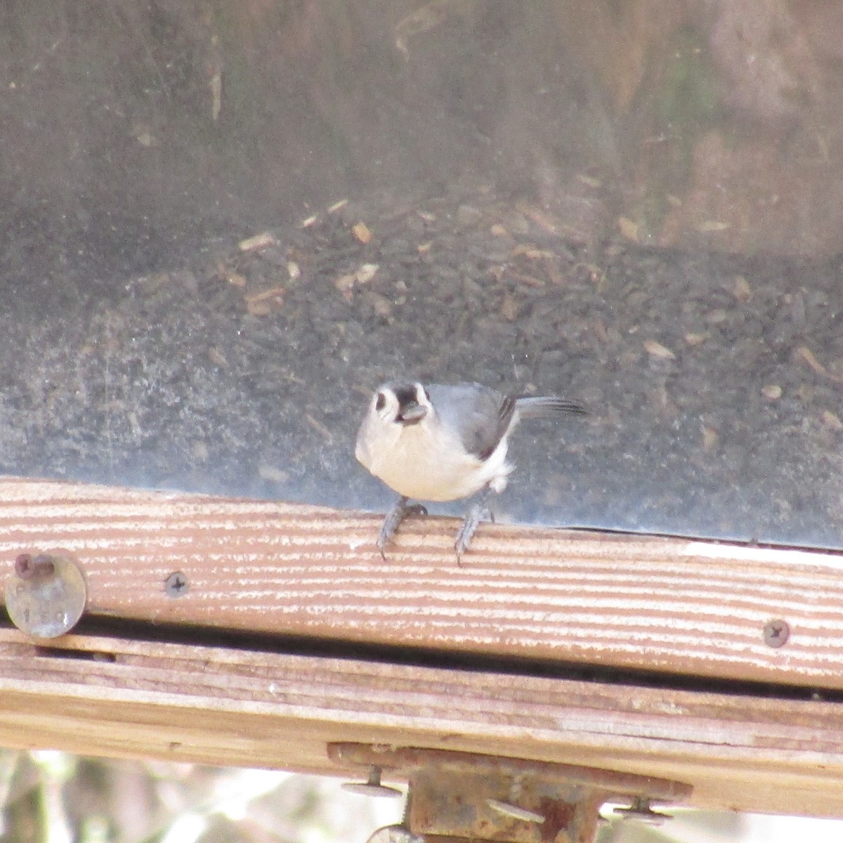 Tufted Titmouse - ML320214931