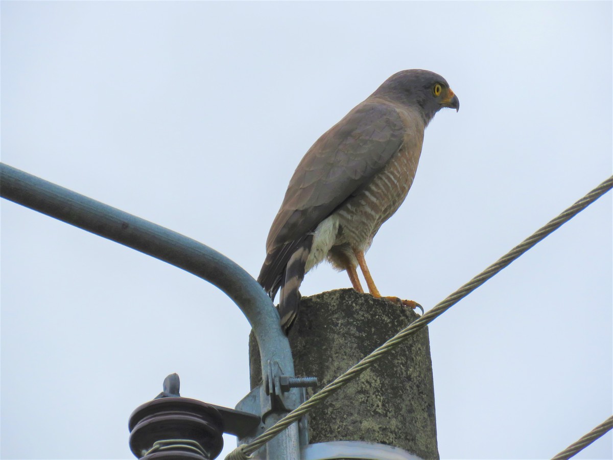 Roadside Hawk - ML320218421