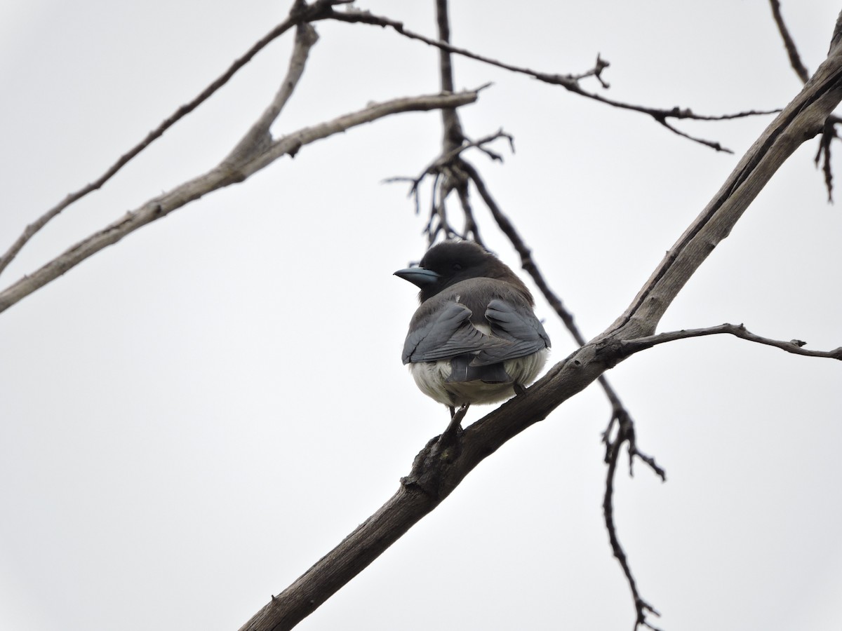 White-breasted Woodswallow - ML320218681