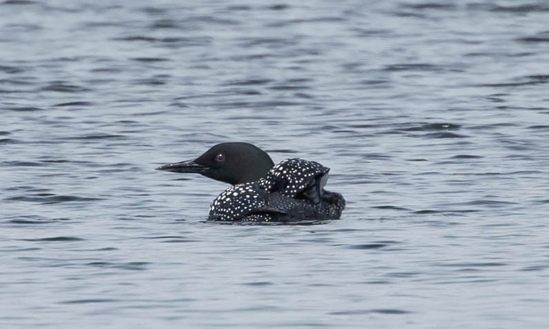 Common Loon - Robert Bochenek