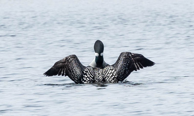 Common Loon - Robert Bochenek