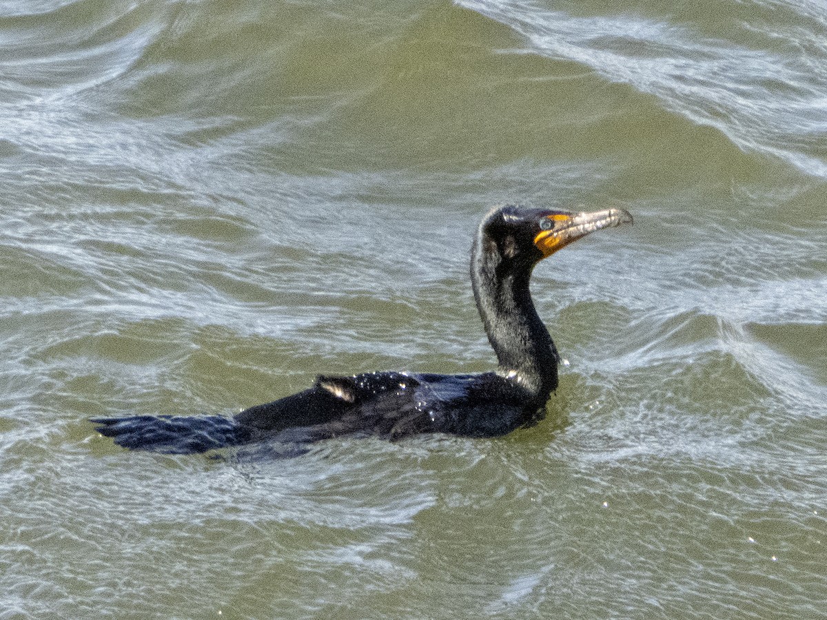 Double-crested Cormorant - ML320222091