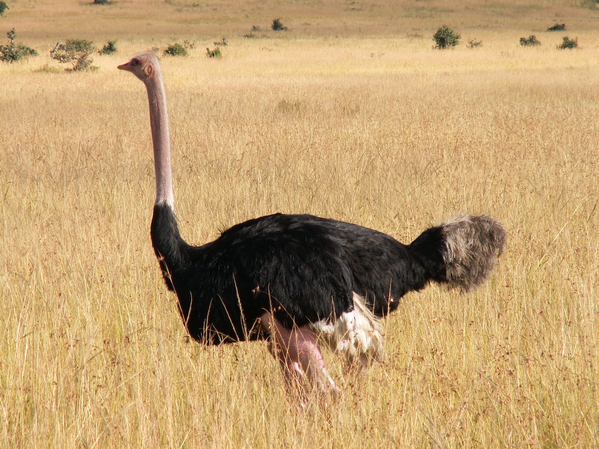 Африканский страус - ML320222661