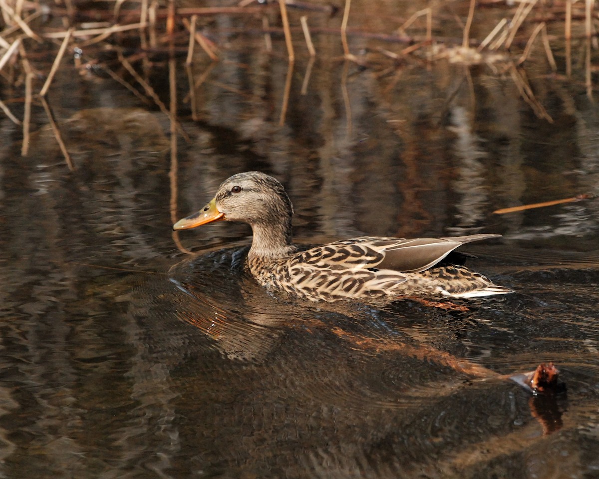 Canard colvert - ML320225691