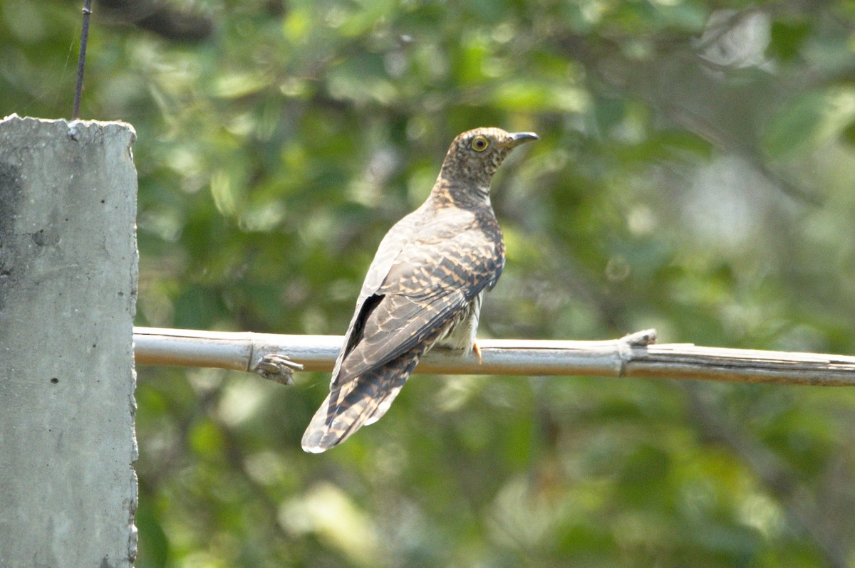 Himalayan Cuckoo - Songkran Thongon