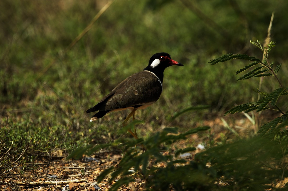 Red-wattled Lapwing - ML320226021