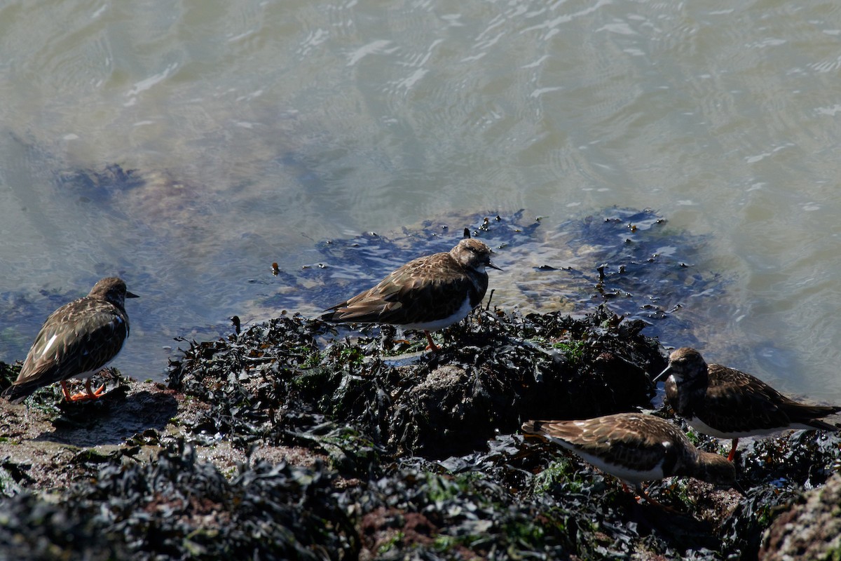 Ruddy Turnstone - ML320227071