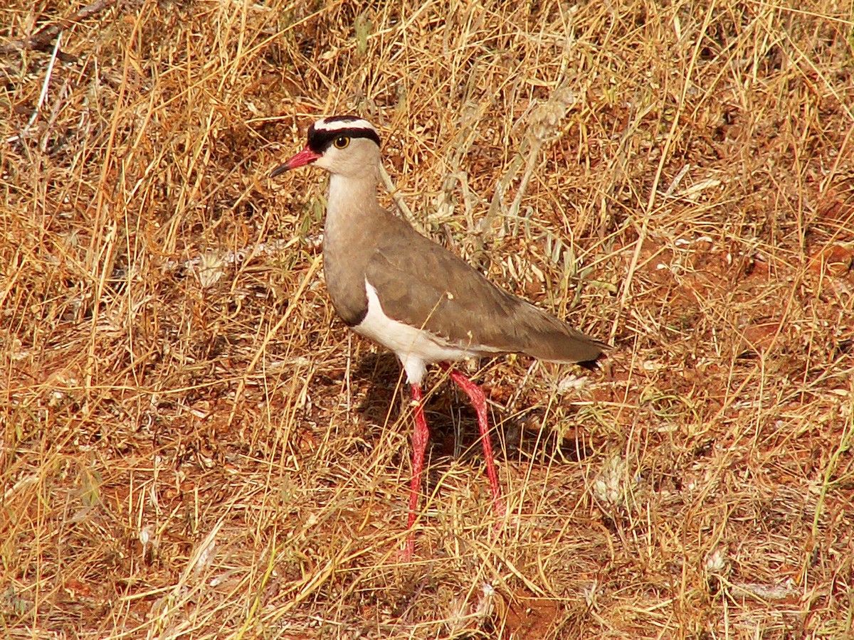 Crowned Lapwing - ML320229441