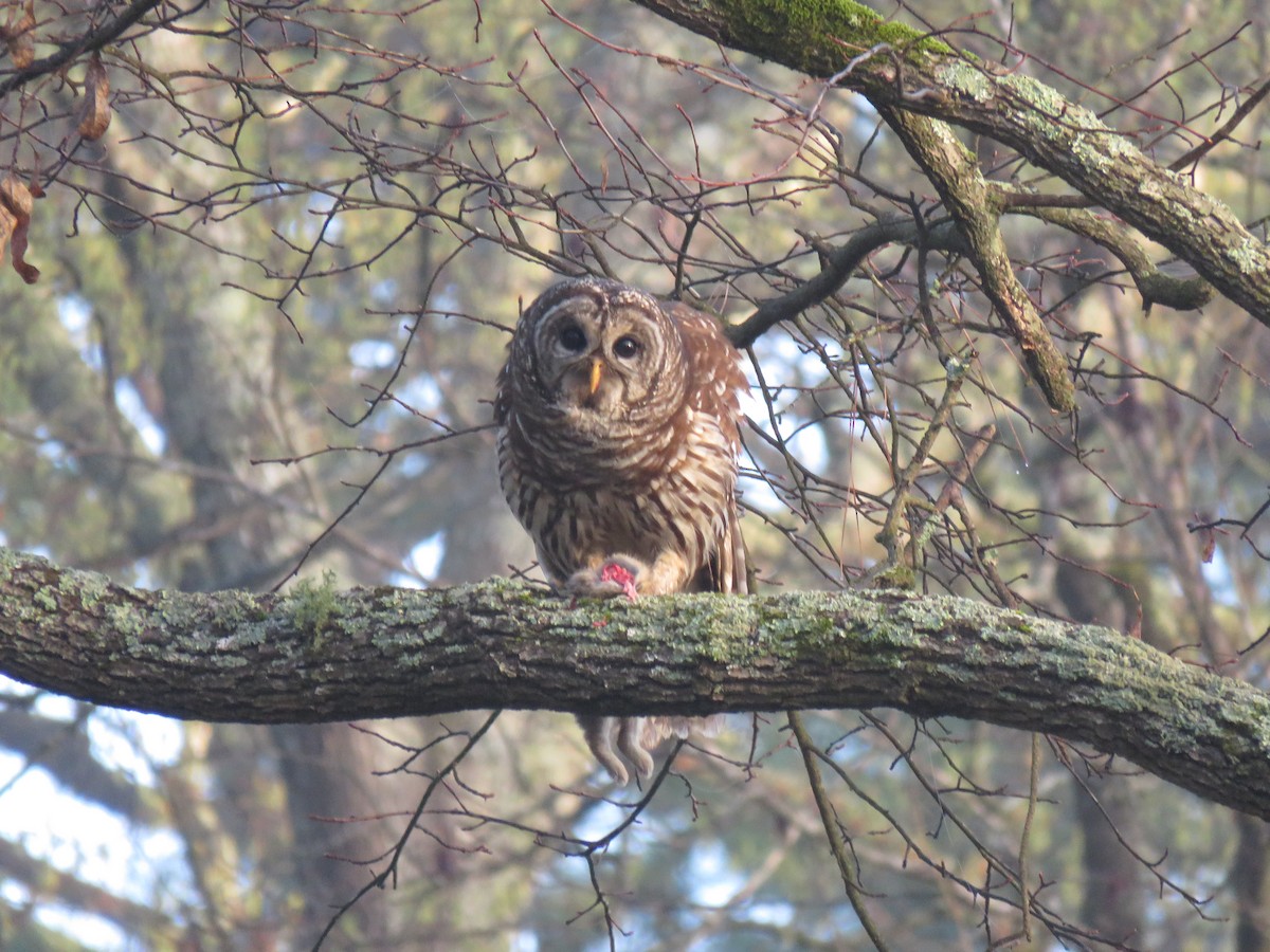 Barred Owl - ML320230961