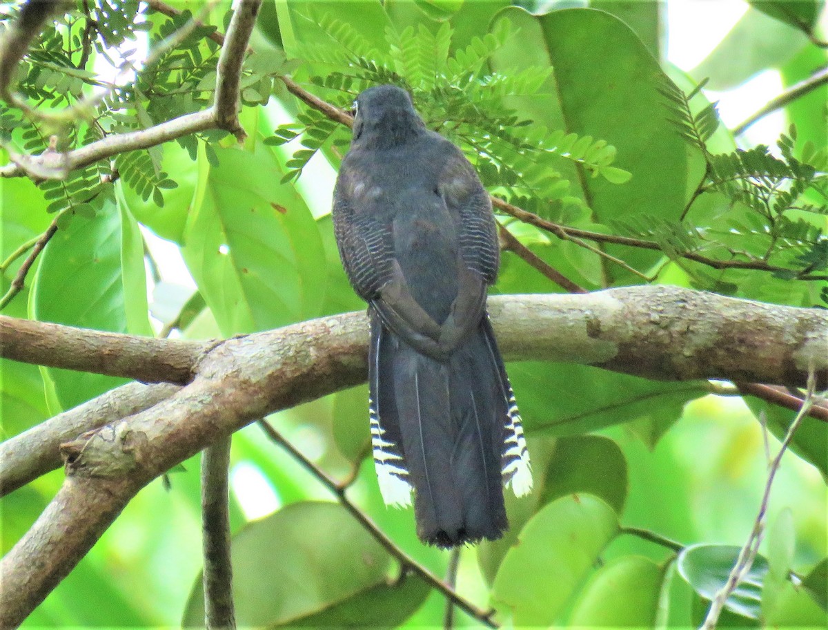 Green-backed Trogon - Michel Turcot