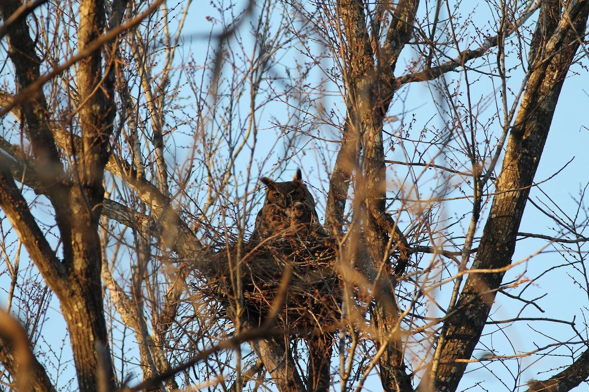 Great Horned Owl - ML320233761