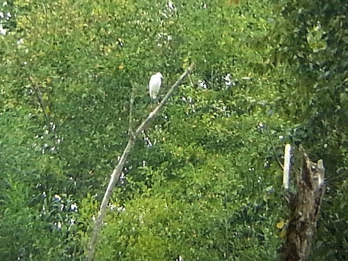 Snowy Egret - ML32023431