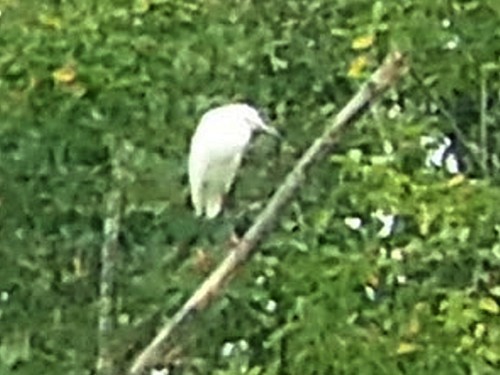 Snowy Egret - ML32023441