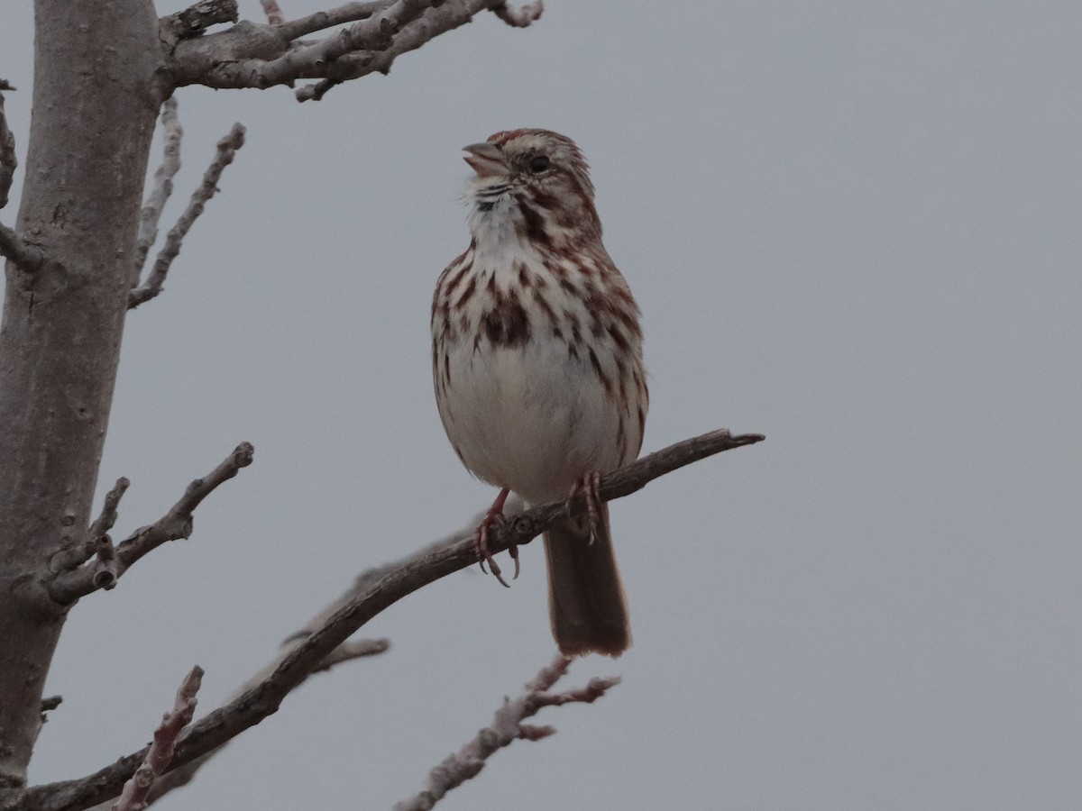 Song Sparrow - ML320235301