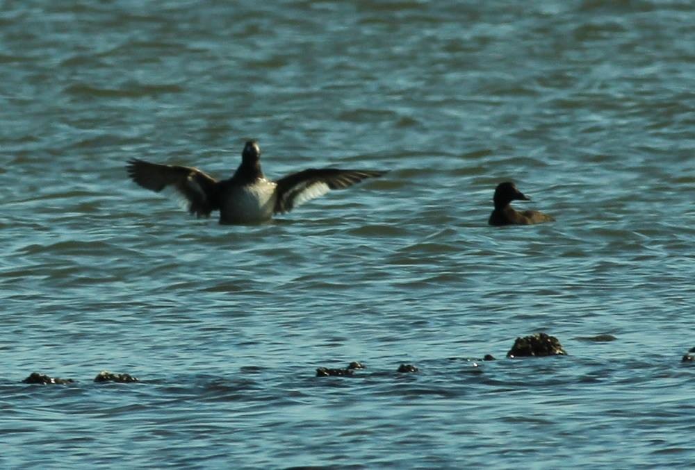 White-winged Scoter - Colette Micallef