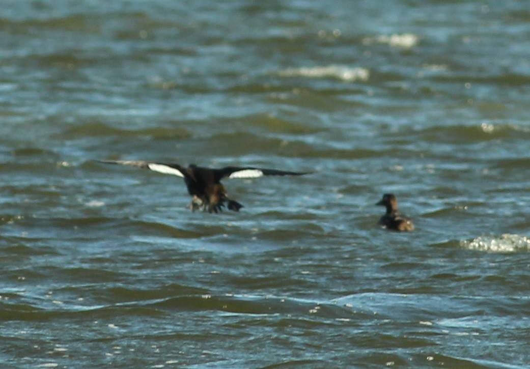 White-winged Scoter - ML320235421