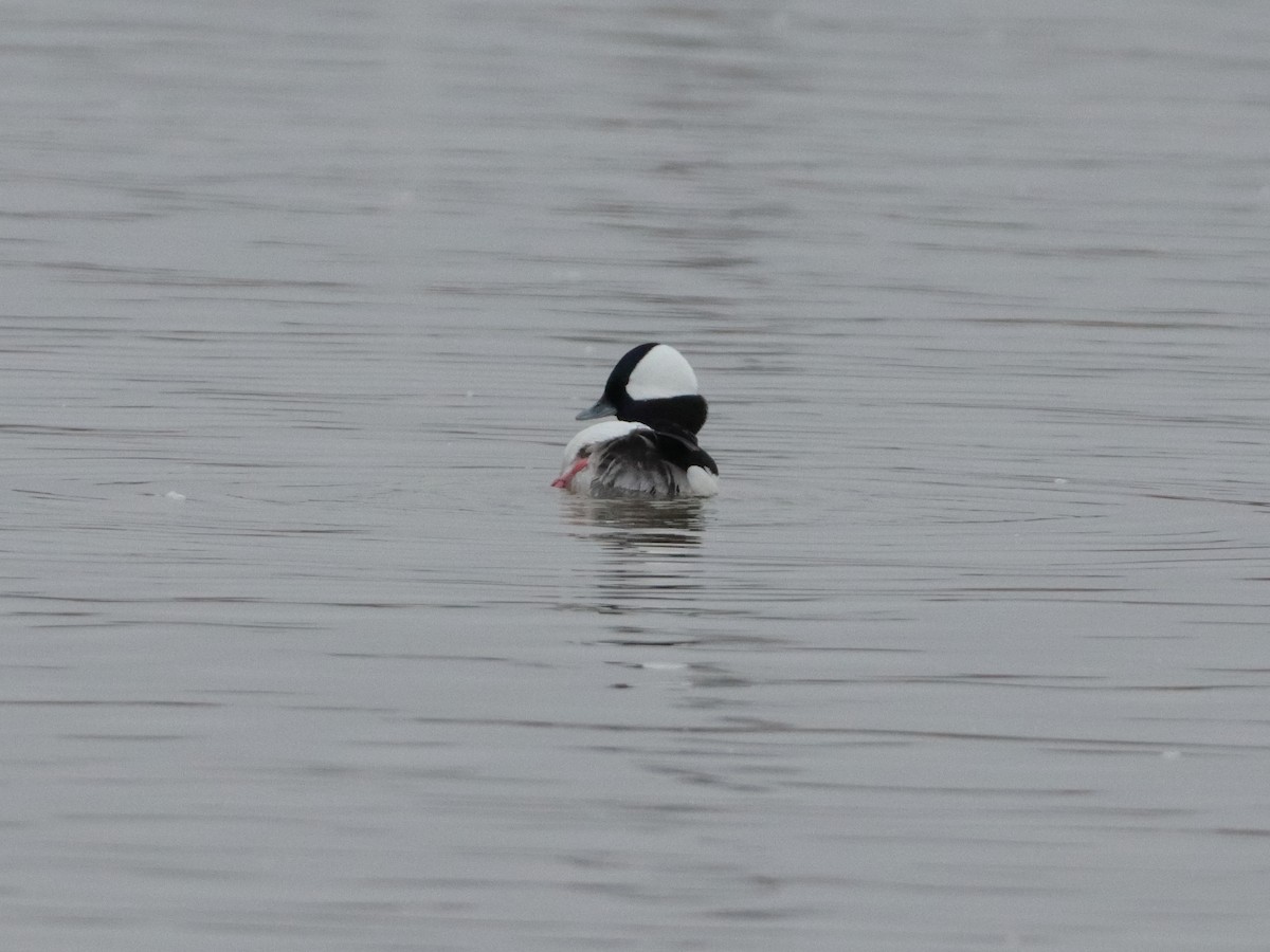 Bufflehead - ML320235481