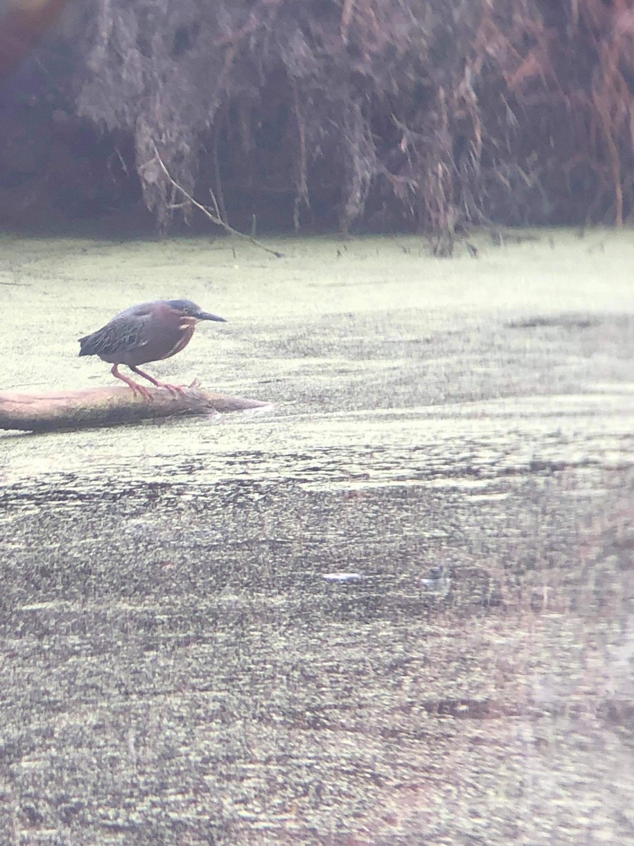 Green Heron - ML320236021