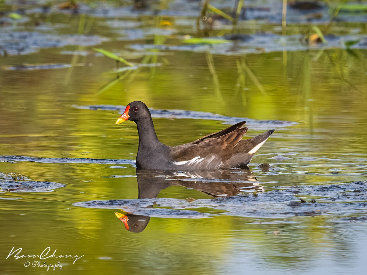 Eurasian Moorhen - Boon Chong Chen
