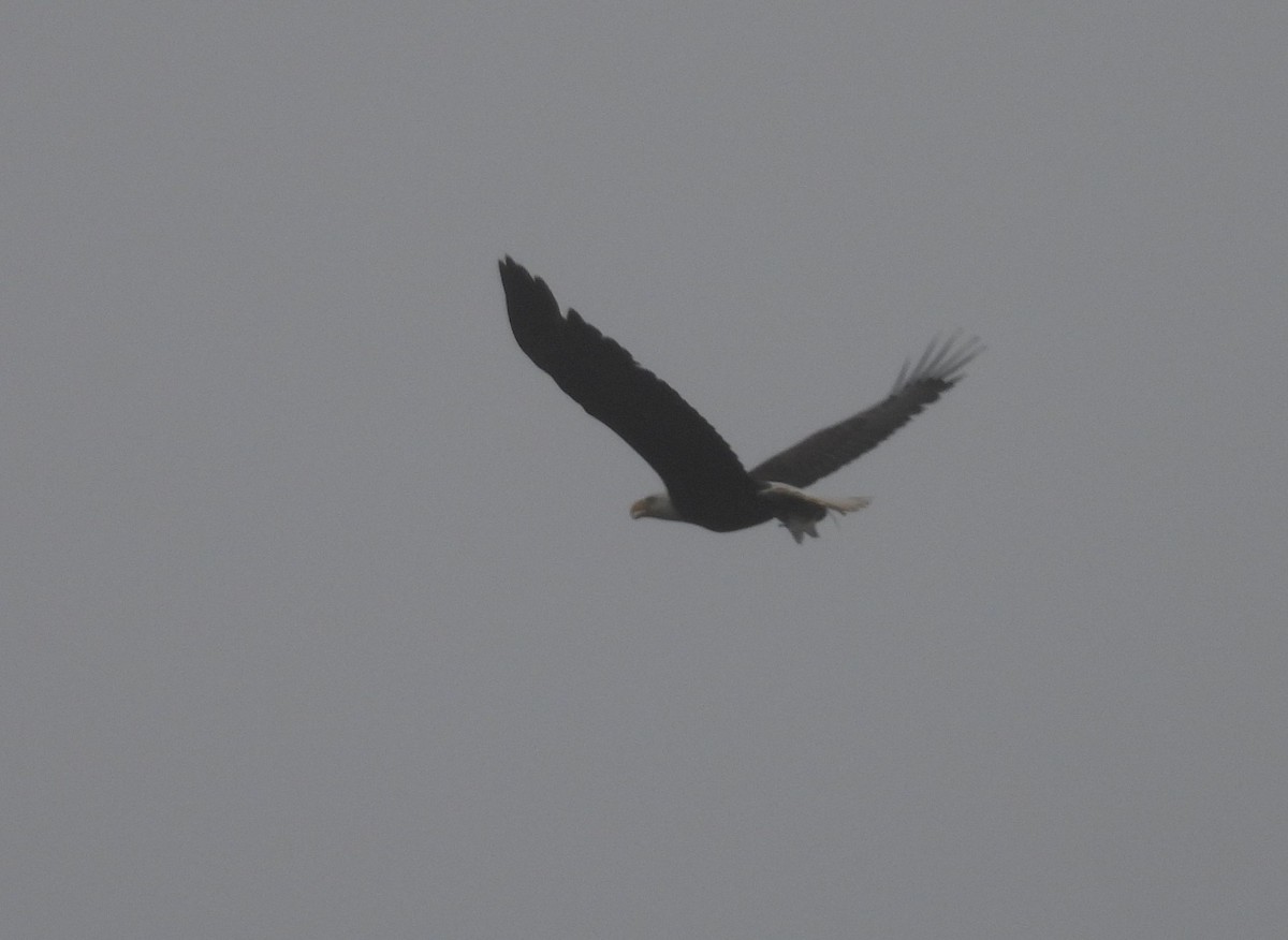 Bald Eagle - ML320237051