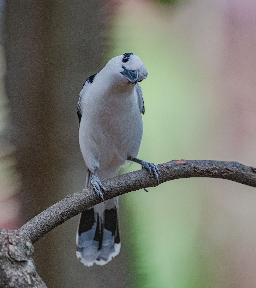 Hook-billed Vanga - ML320237851