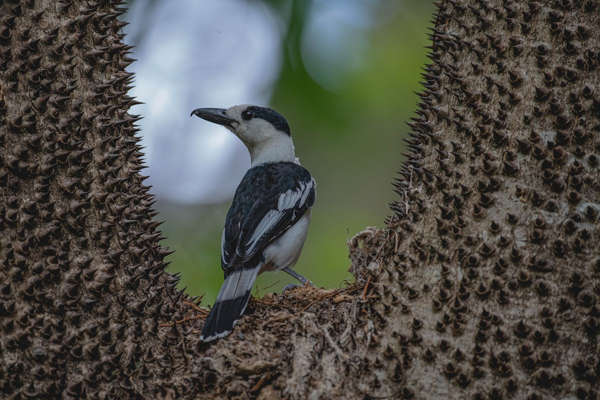 Hook-billed Vanga - Dustin Chen