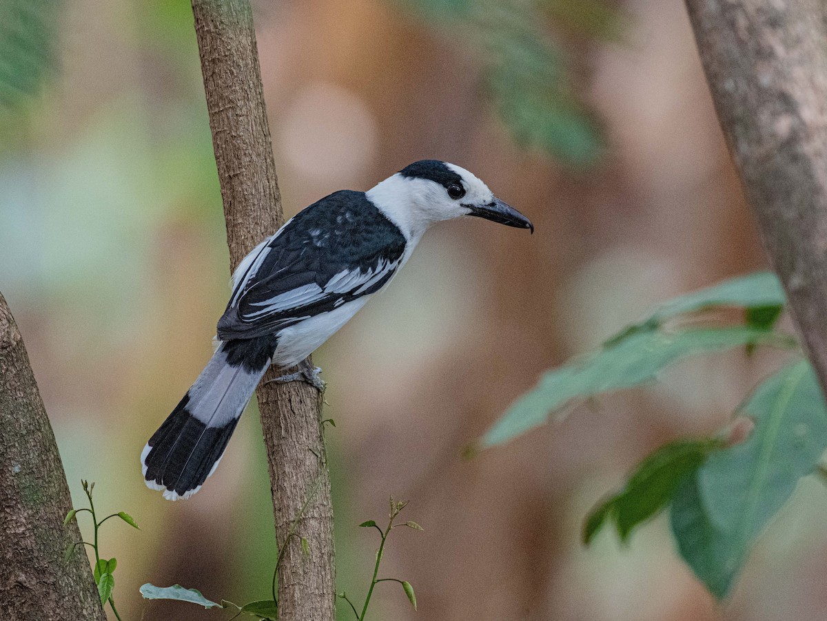 Hook-billed Vanga - Dustin Chen