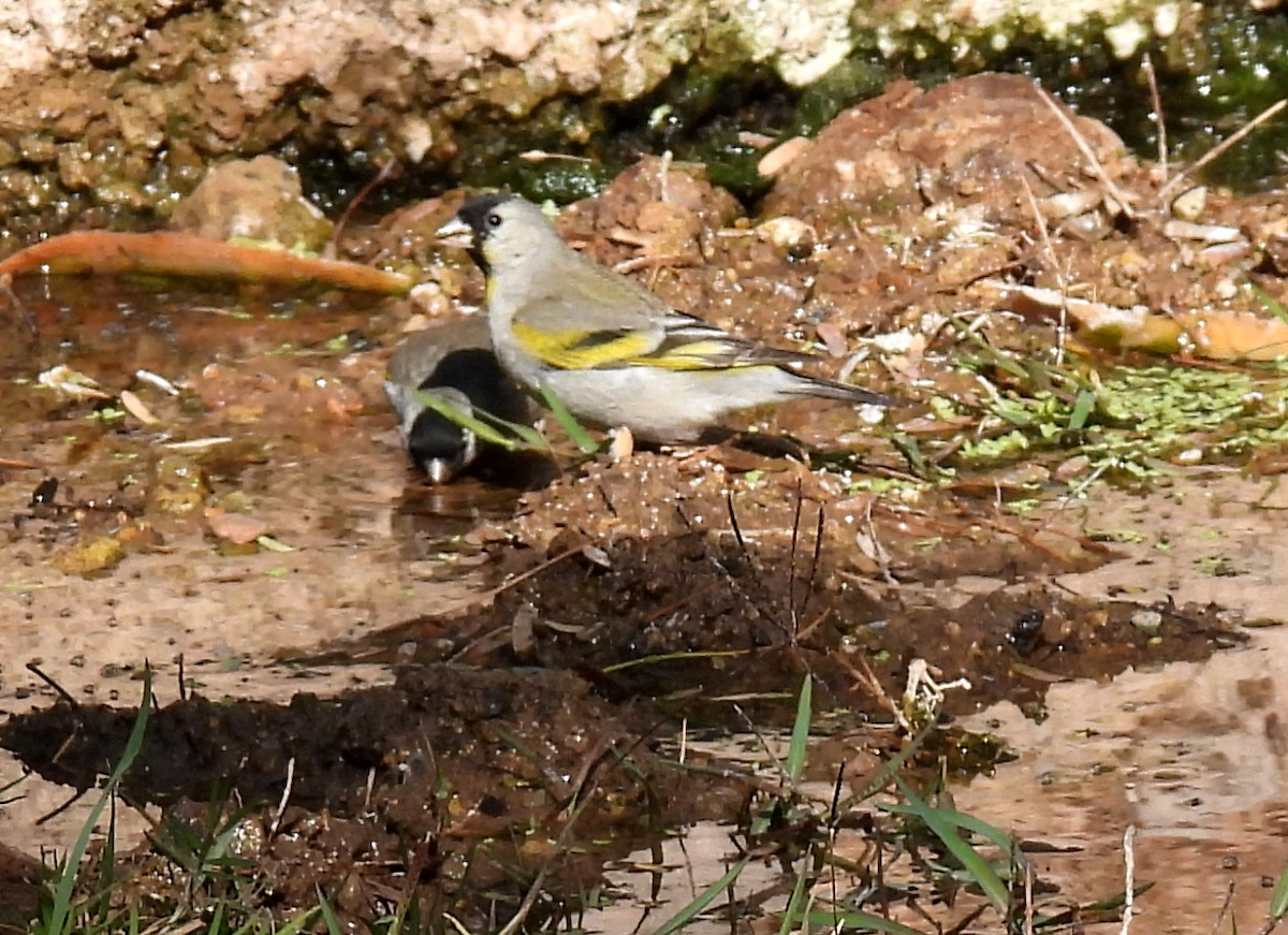 Lawrence's Goldfinch - Mary Tannehill