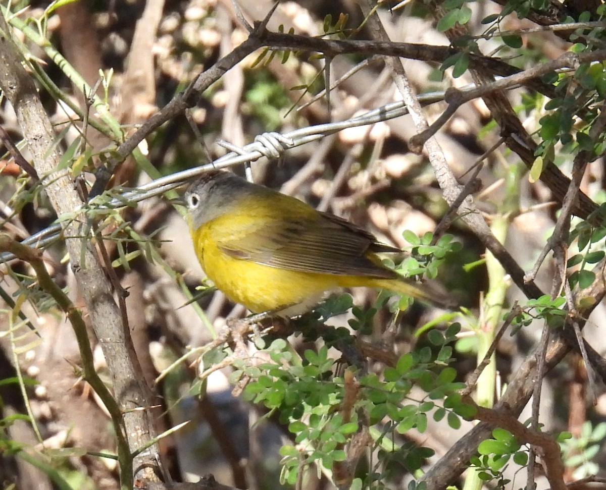 Nashville Warbler - Mary Tannehill