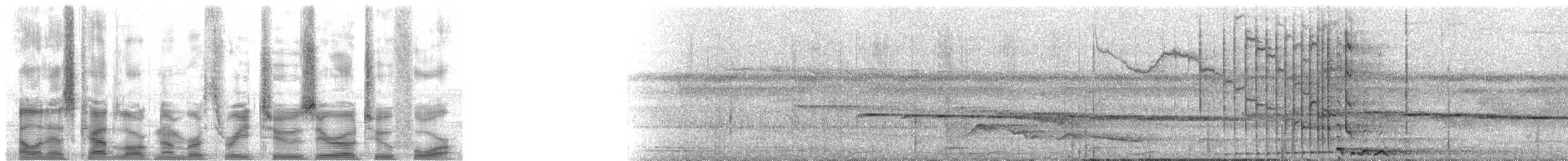 Parástirnvogel (yuracares/neivae) - ML32024