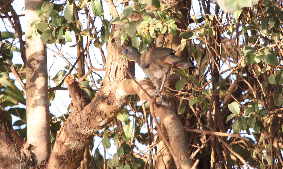 Buff-browed Chachalaca - ML320240371