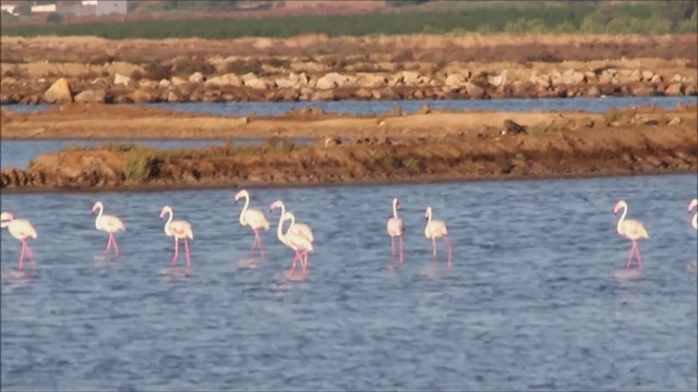 Flamant rose - ML320241221