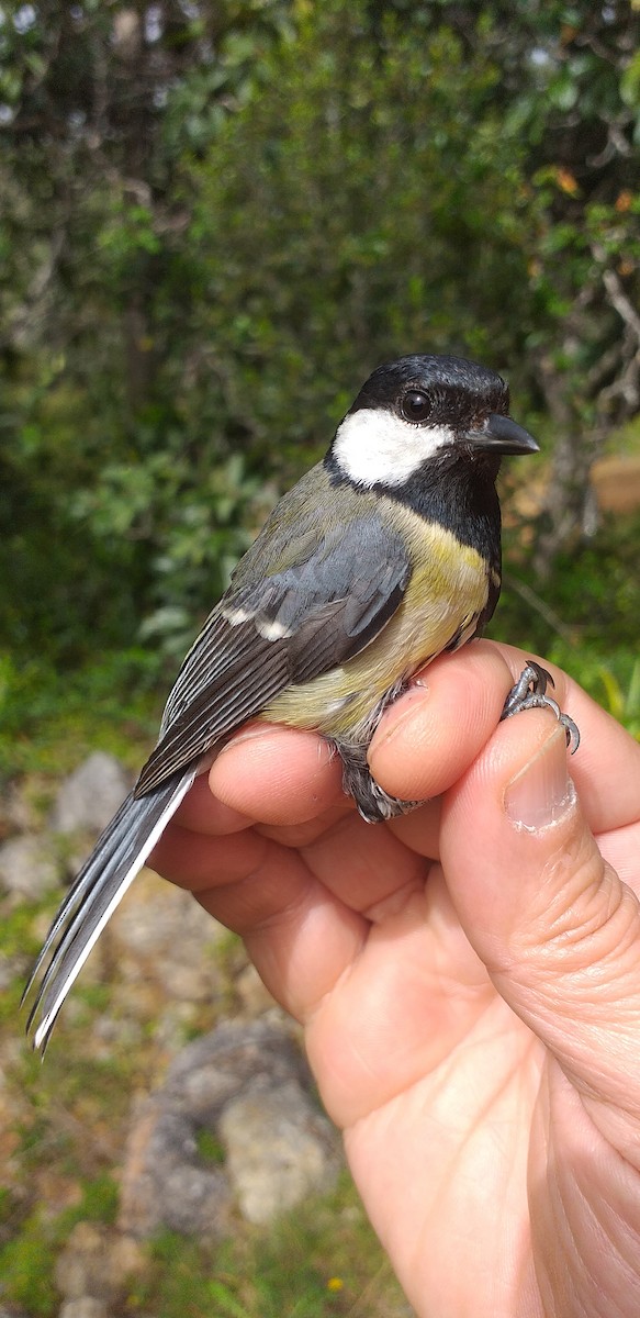 Great Tit - ML320243561