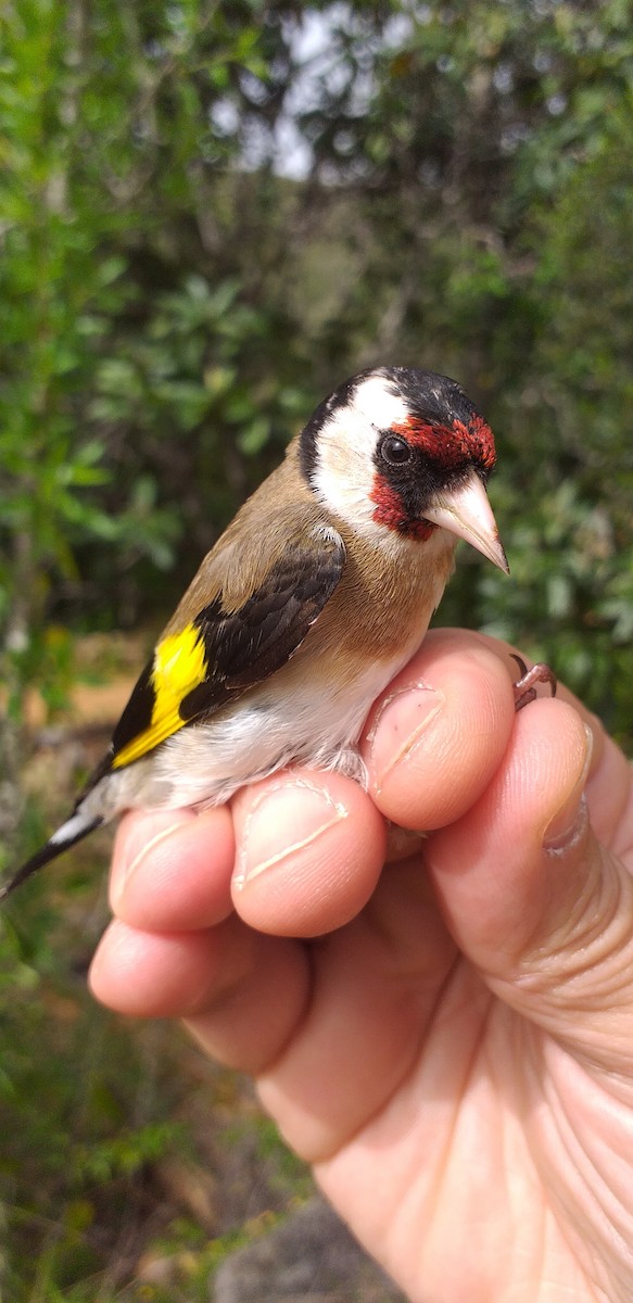 European Goldfinch - ML320244791