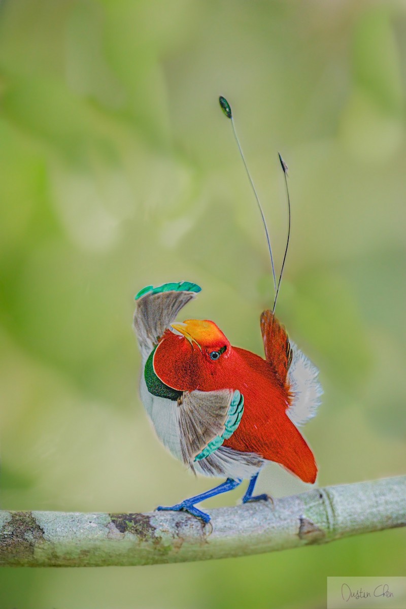 King Bird-of-Paradise - Dustin Chen