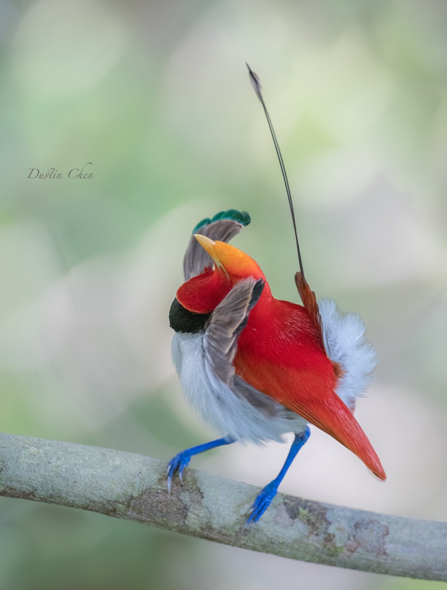 King Bird-of-Paradise - Dustin Chen