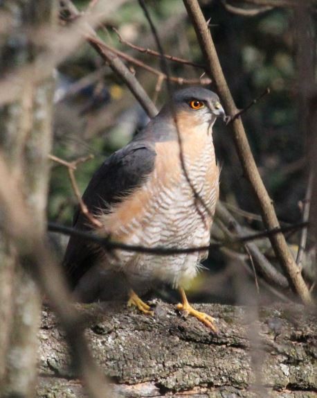 Eurasian Sparrowhawk - ML320246701