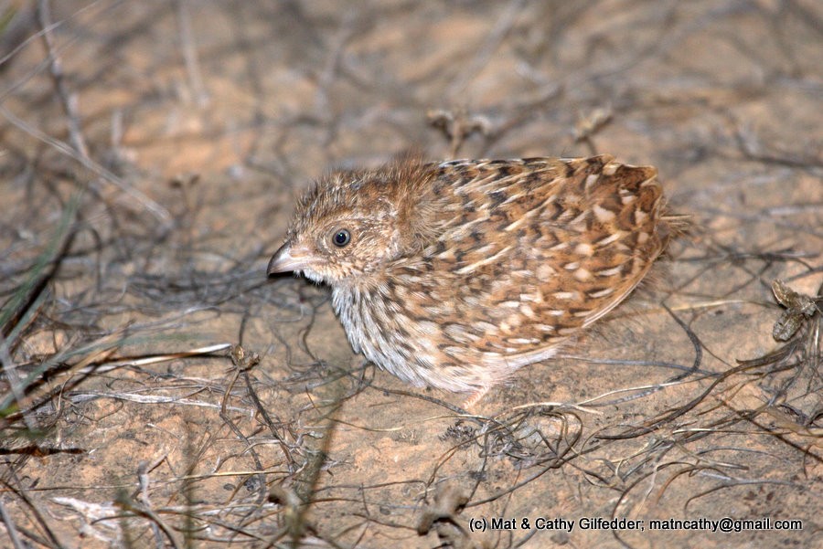 Little Buttonquail - Mat Gilfedder