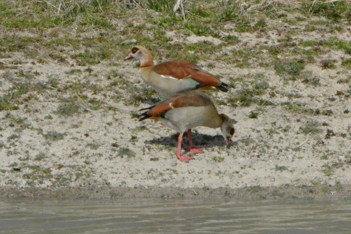 Egyptian Goose - Rocío GO VI