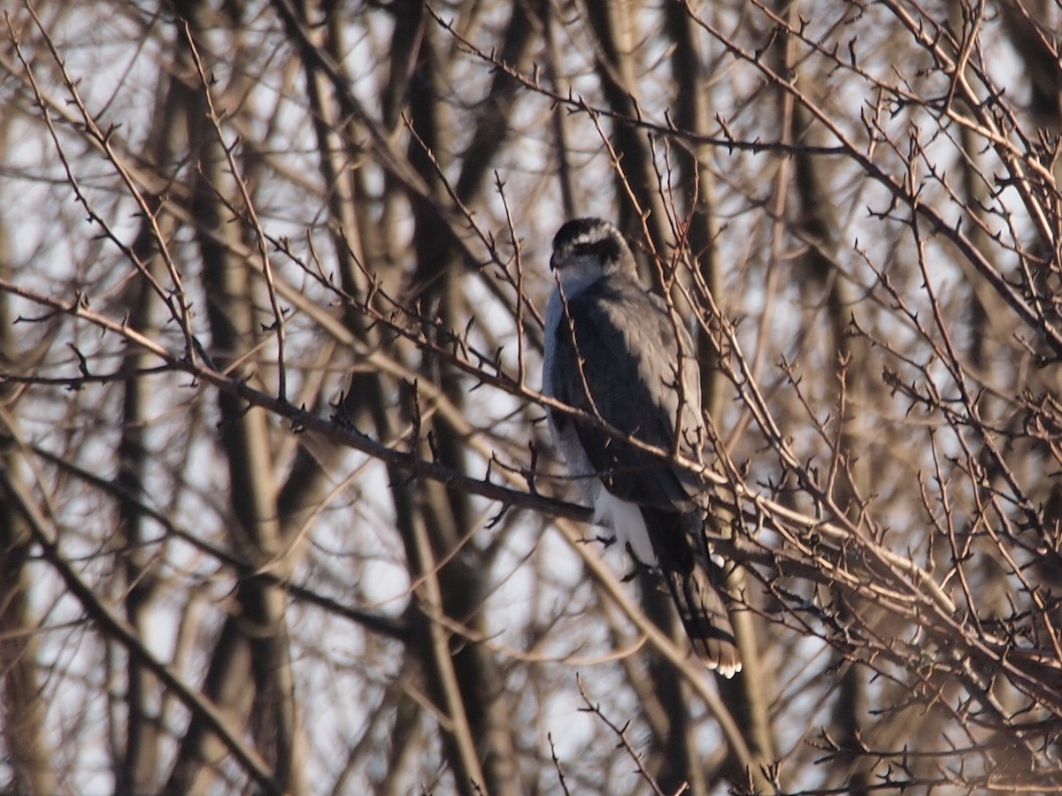 American Goshawk - ML32024911