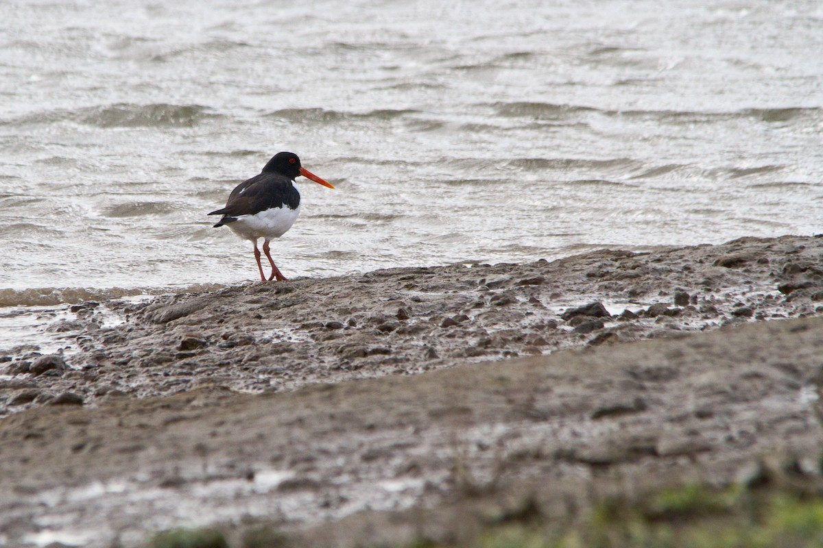 Eurasian Oystercatcher - ML320249121