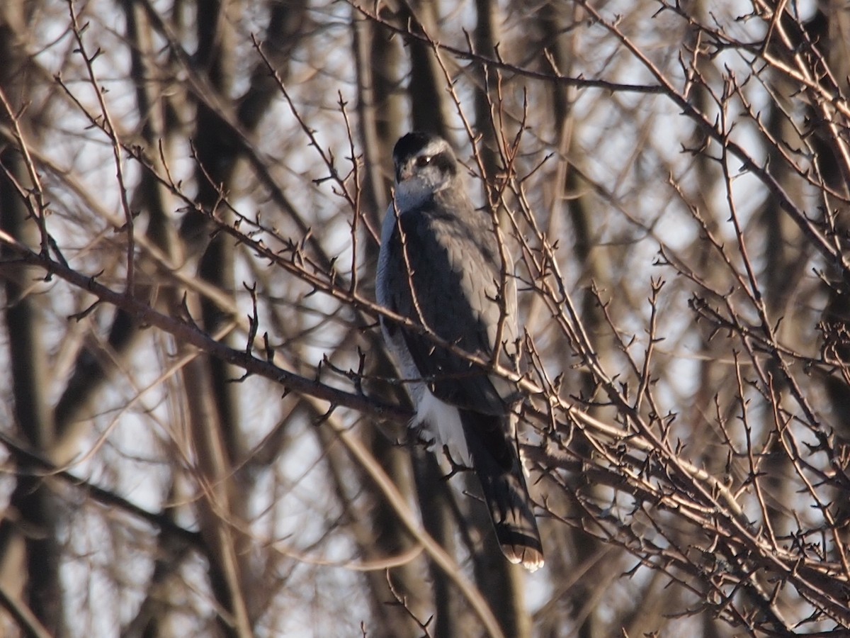 American Goshawk - ML32024931