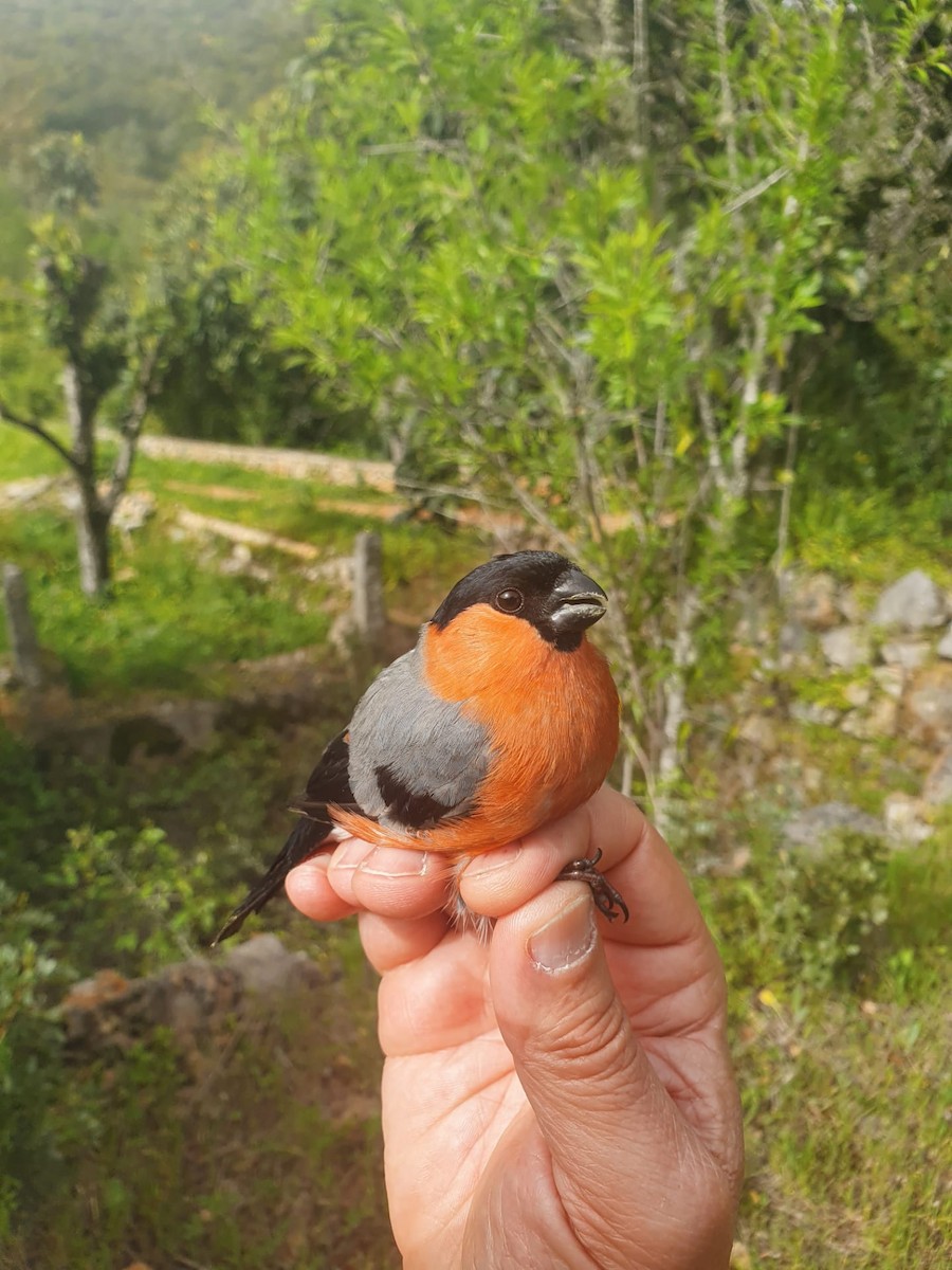 Eurasian Bullfinch - ML320249411