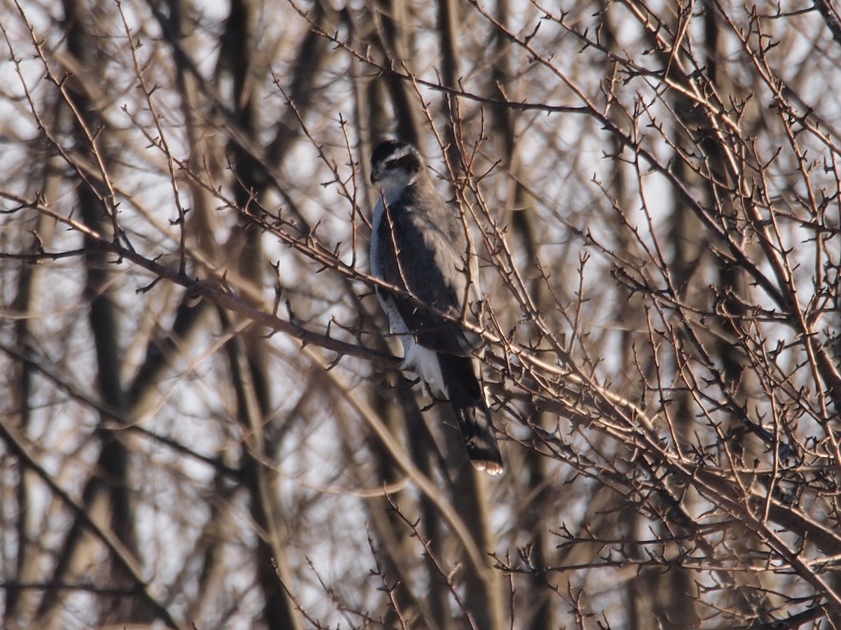 American Goshawk - ML32024951