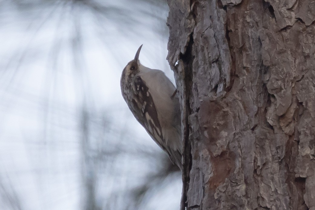 Brown Creeper - ML320250451
