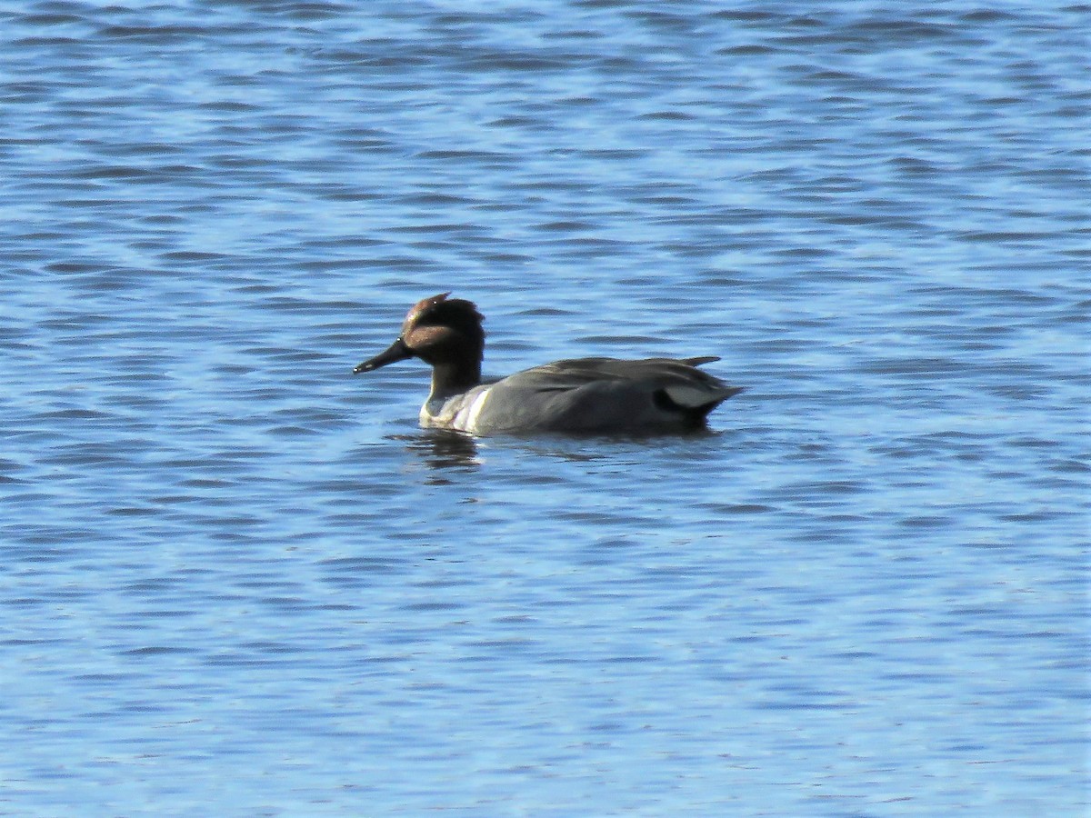 Green-winged Teal - ML320250551