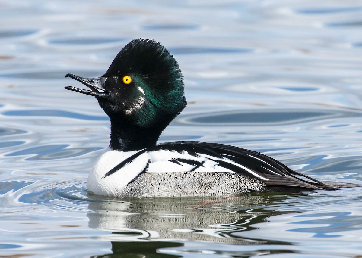 Common Goldeneye x Hooded Merganser (hybrid) - Diane Davies