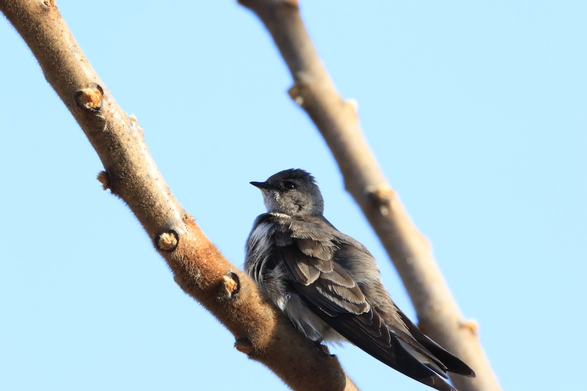 Northern Rough-winged Swallow - ML320256991