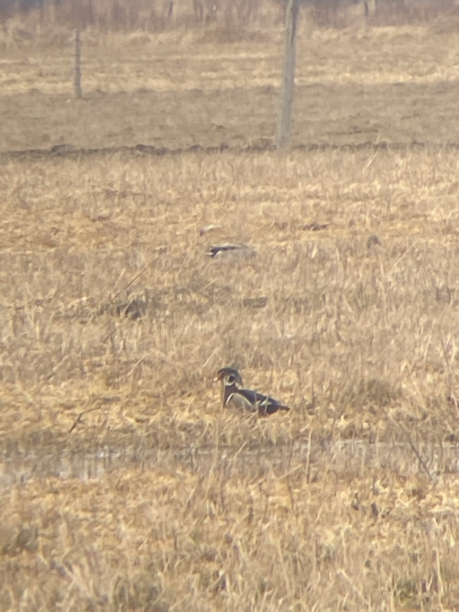 Wood Duck - ML320257231