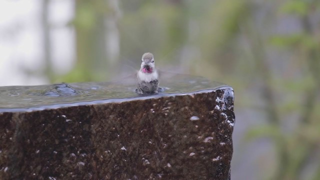 Anna's Hummingbird - ML320257241